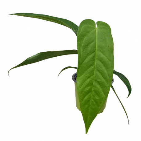 Anthurium ecuadorensis medium