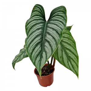 Philodendron mamei silver