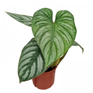 Philodendron mameii small