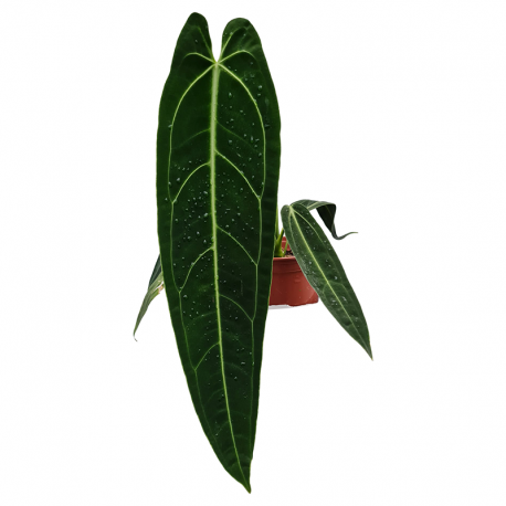 Anthurium warocqueanum medium