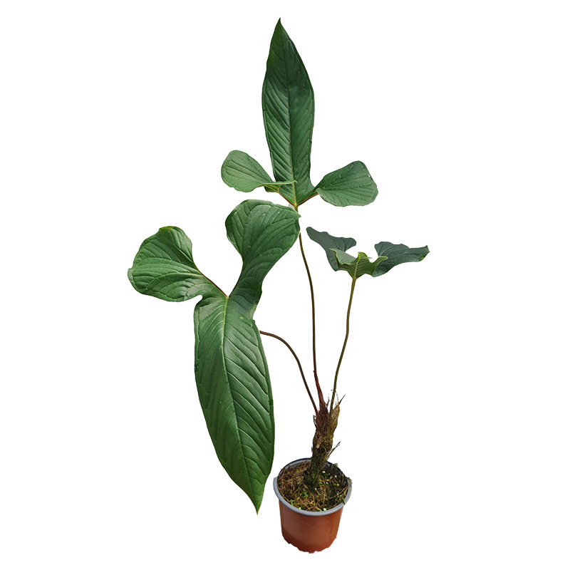 Anthurium draconopterum medium