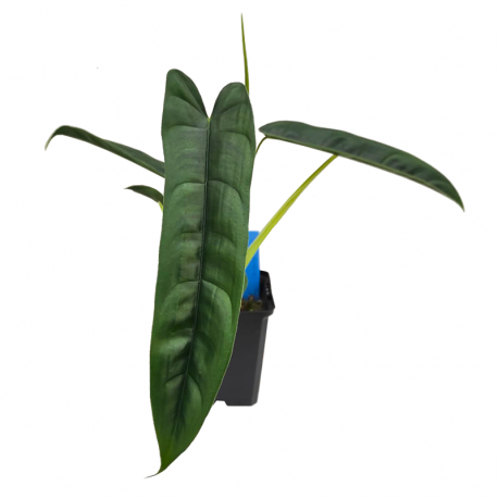 Philodendron Felix small