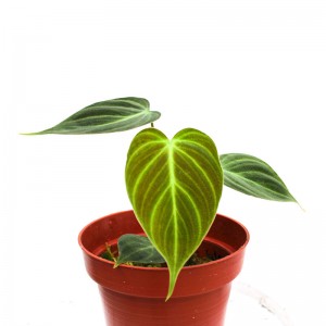 Philodendron sp choco small
