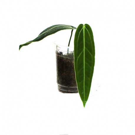 Anthurium warocqueanum small
