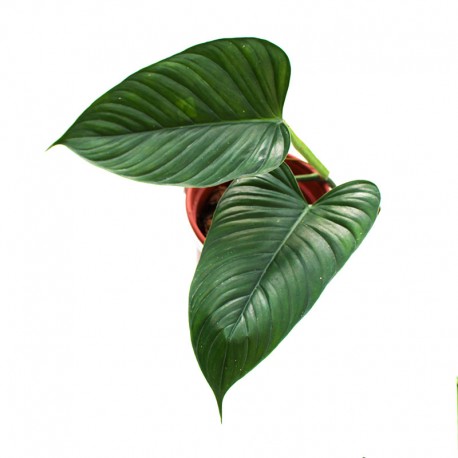 Philodendron ernestii medium