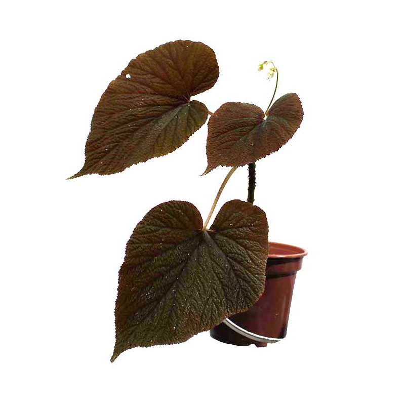 Begonia lugonis
