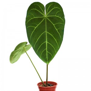 *UNCLE CHAN* 40 seeds Anthurium jenmanii GIANT hard thick leaf Rare Lovely Green 
