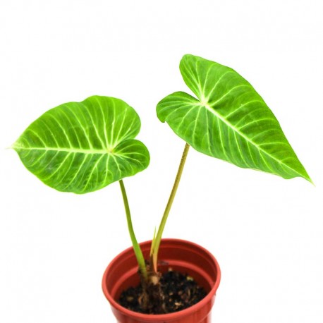 Philodendron verrucosum green small