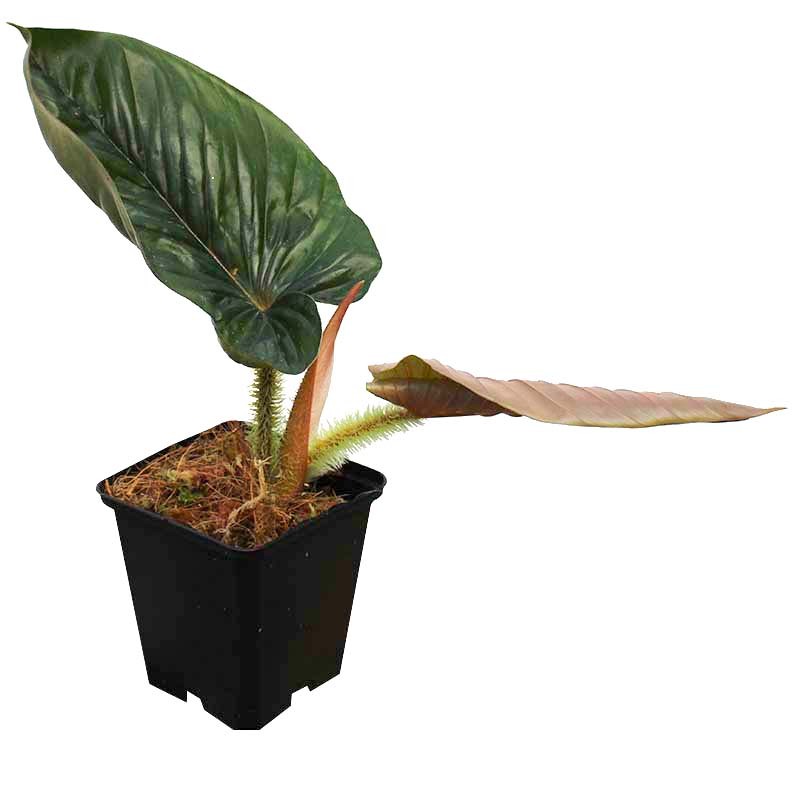 Philodendron serpens small