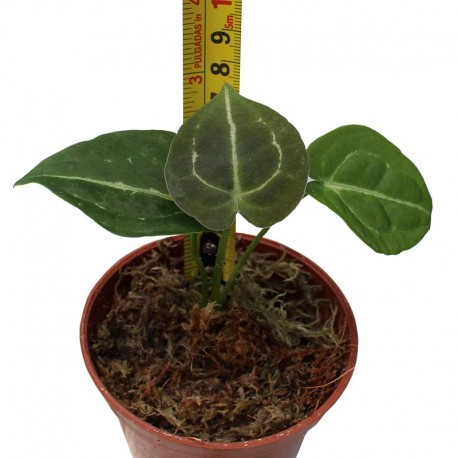 Anthurium forgetii seedling