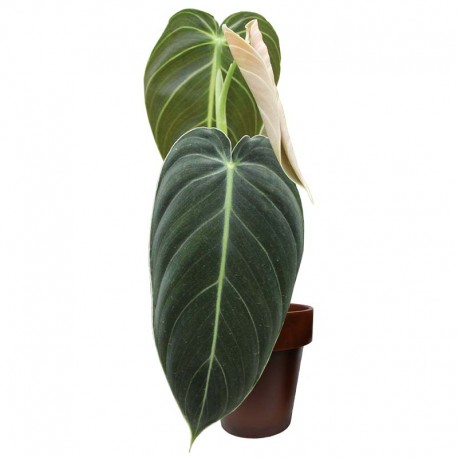 Philodendron melanochrysum small