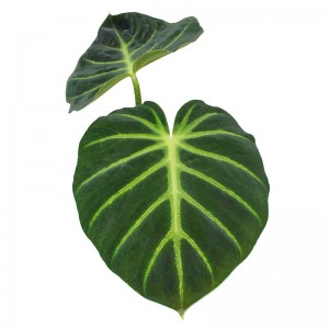 Philodendron luxurians...